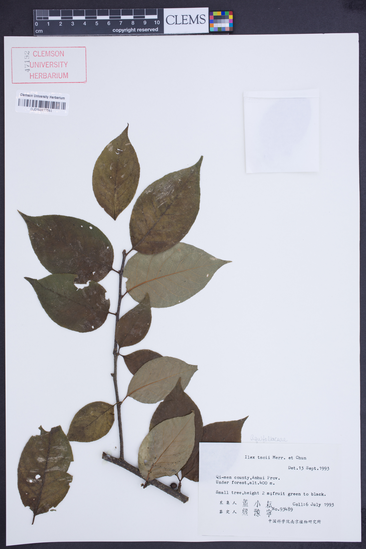 Ilex tsoi image