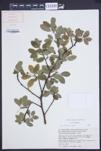 Ilex mucronata image