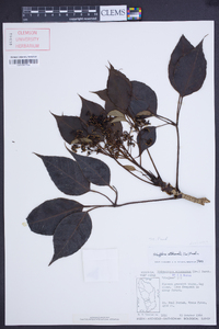 Schefflera attenuata image