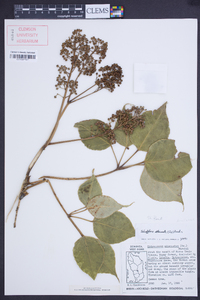 Schefflera attenuata image