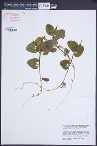 Image of Aristolochia lutea