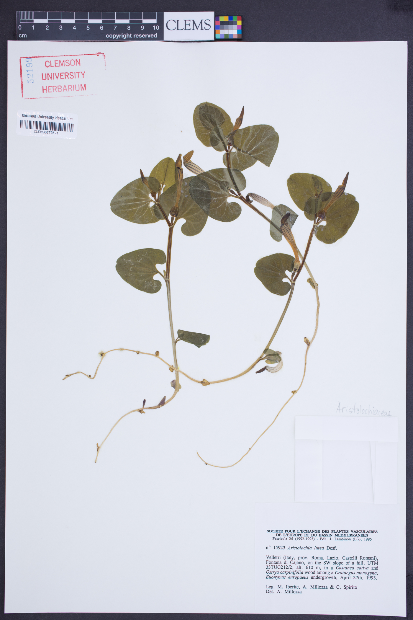 Aristolochia lutea image