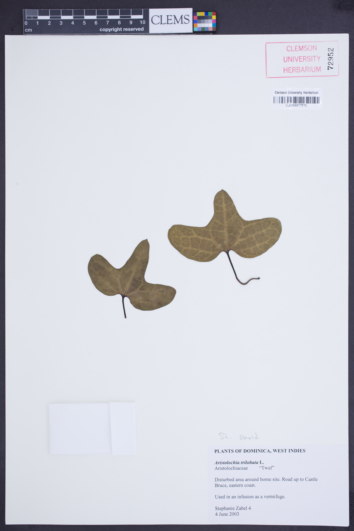 Aristolochia trilobata image