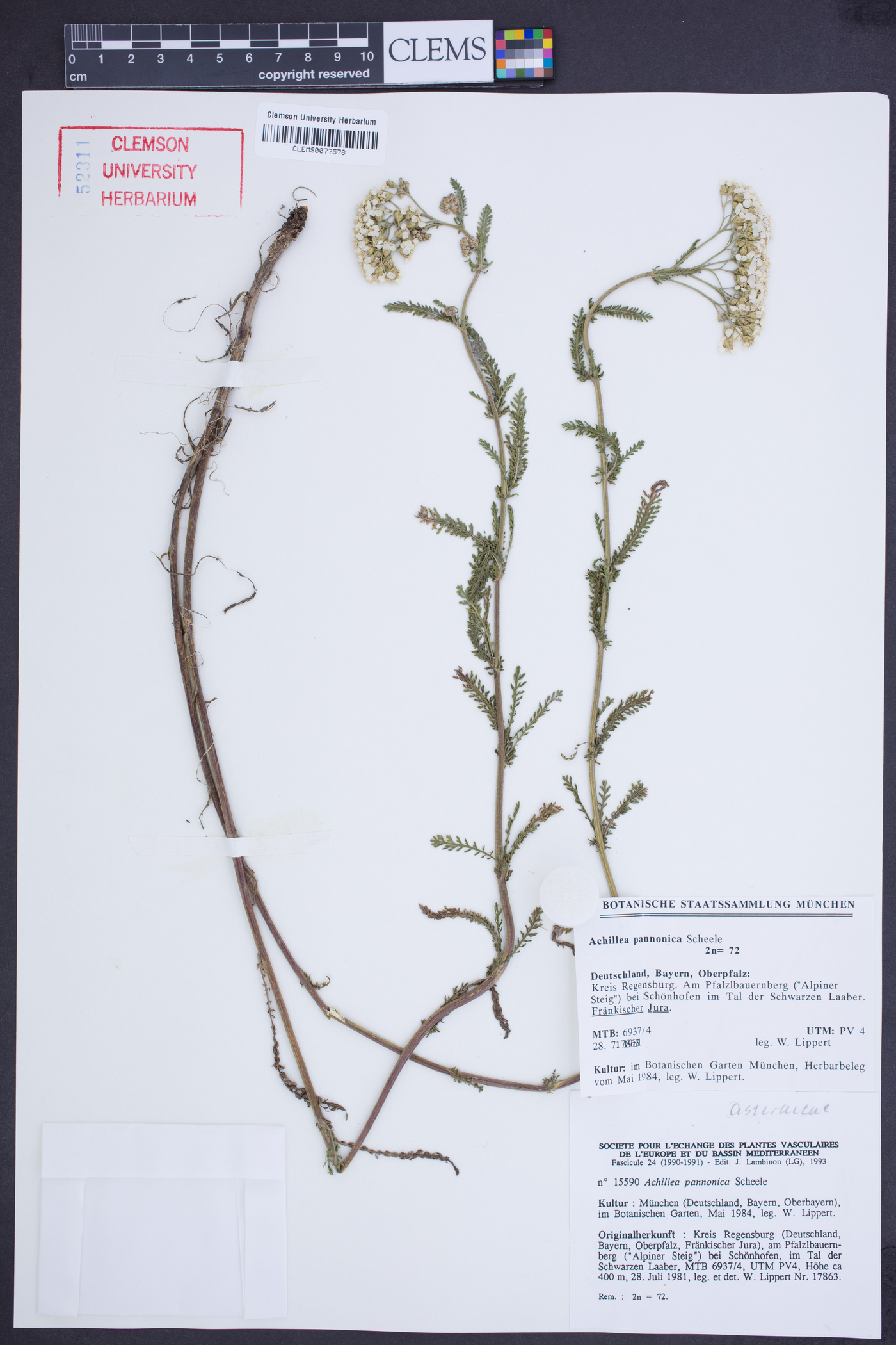 Achillea pannonica image