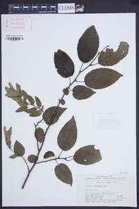 Carpinus tschonoskii image