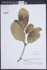 Tabebuia heterophylla image