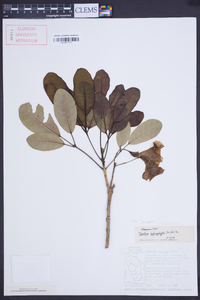 Tabebuia heterophylla image