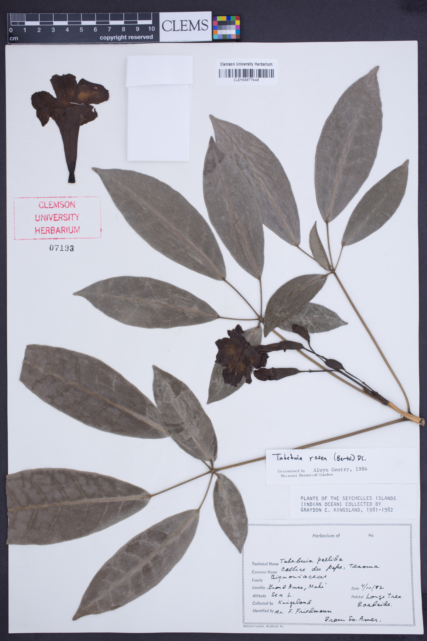 Tabebuia rosea image