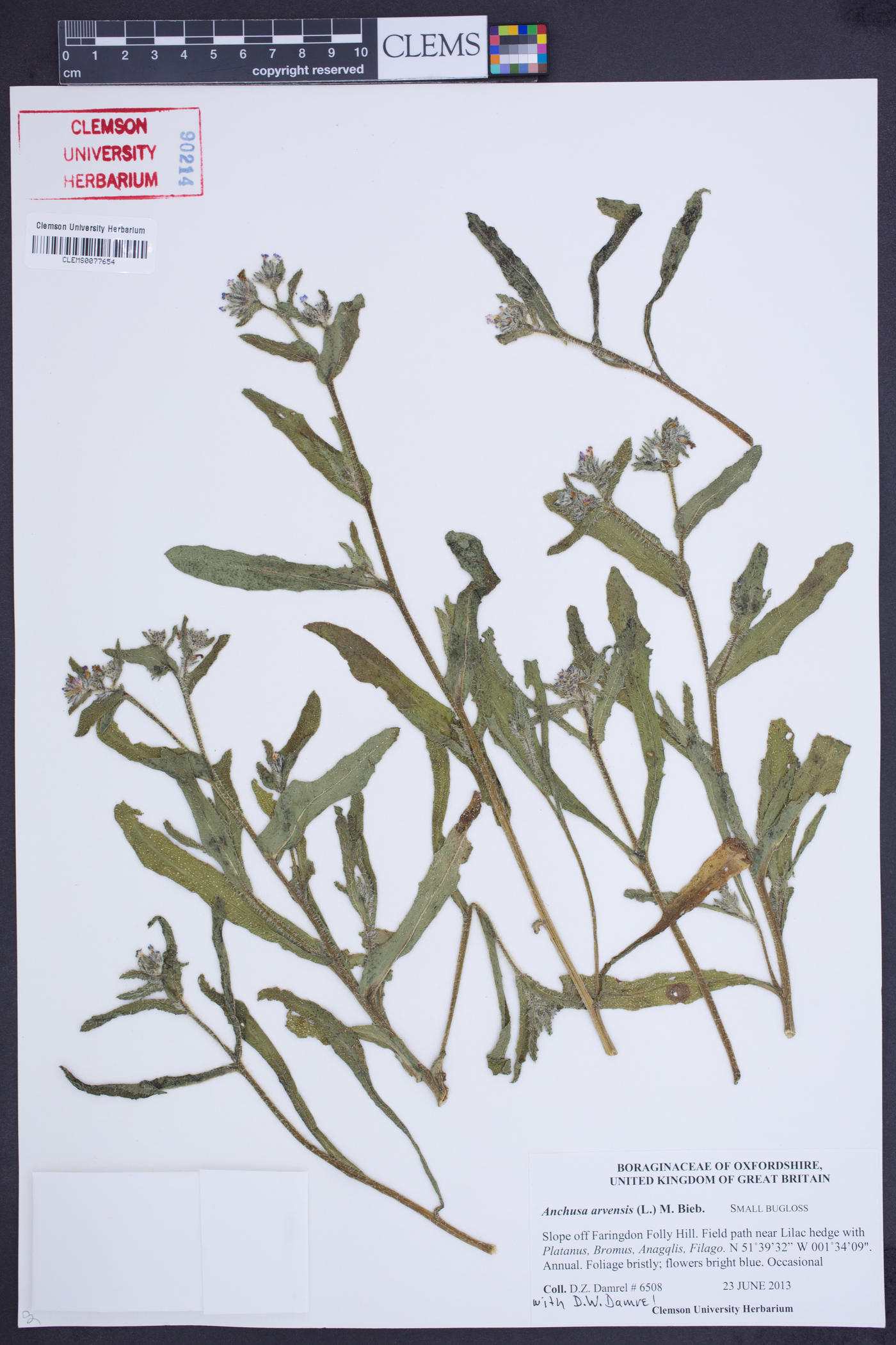 Anchusa arvensis image