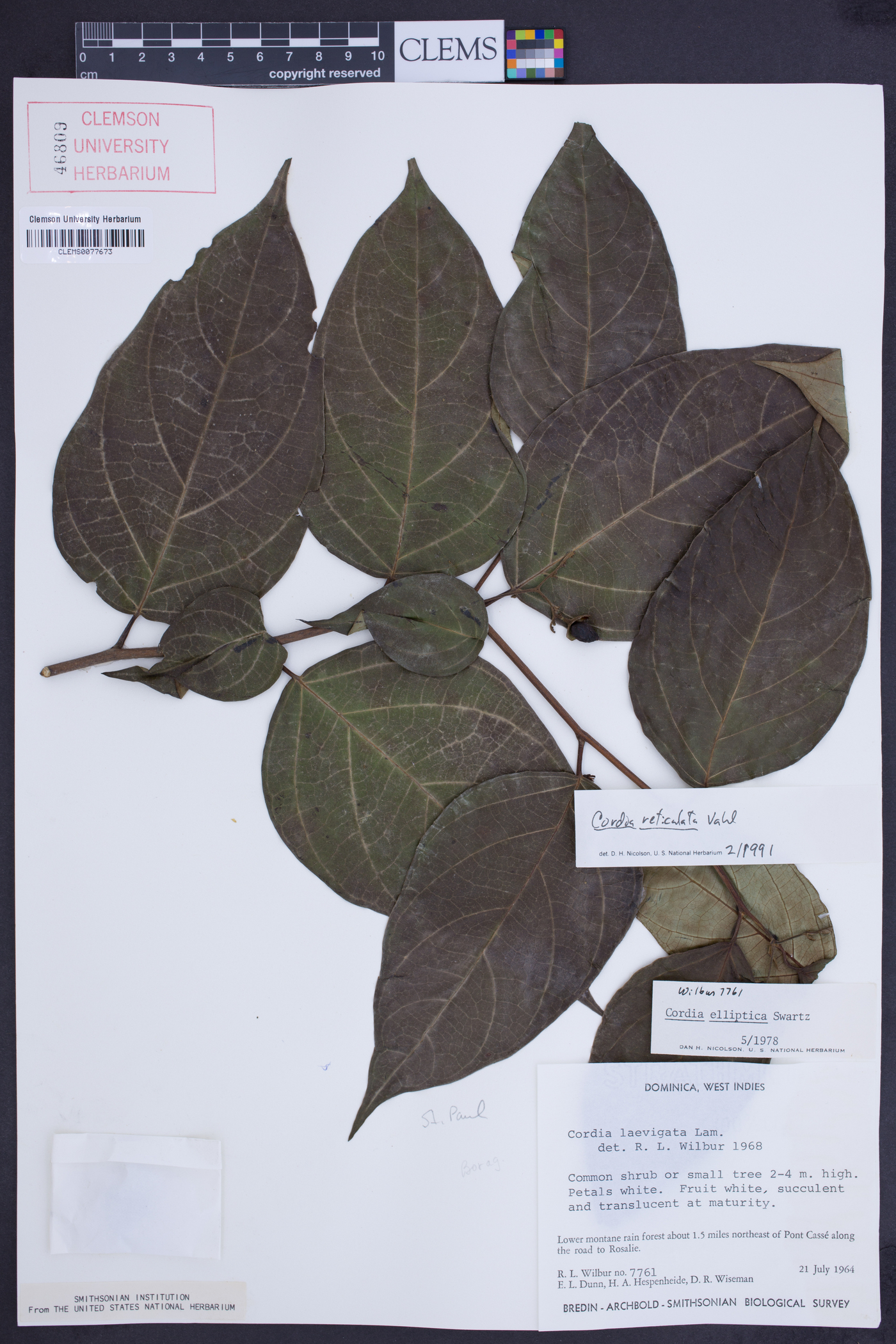 Cordia sinensis image