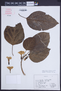 Cordia subcordata image