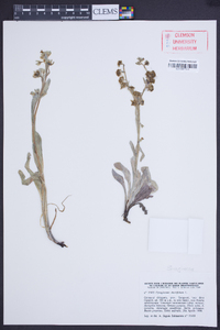 Pardoglossum cheirifolium image