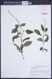 Heliotropium angiospermum image