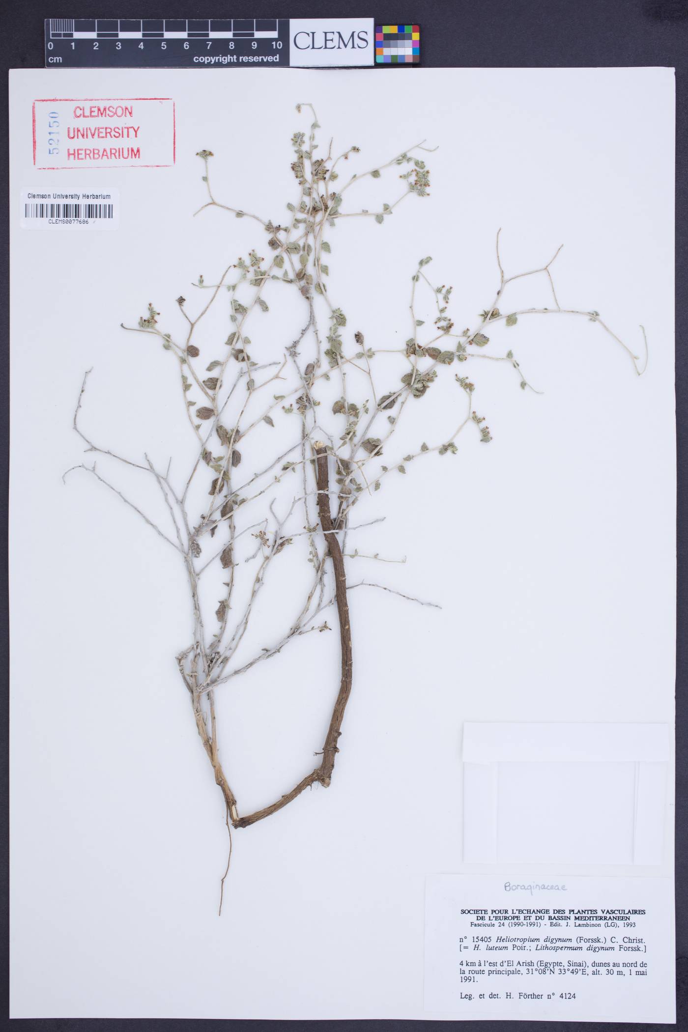 Heliotropium digynum image