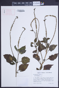 Heliotropium indicum image