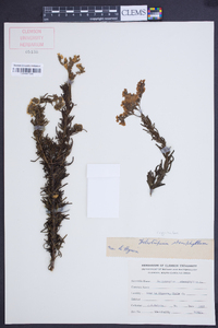 Heliotropium stenophyllum image