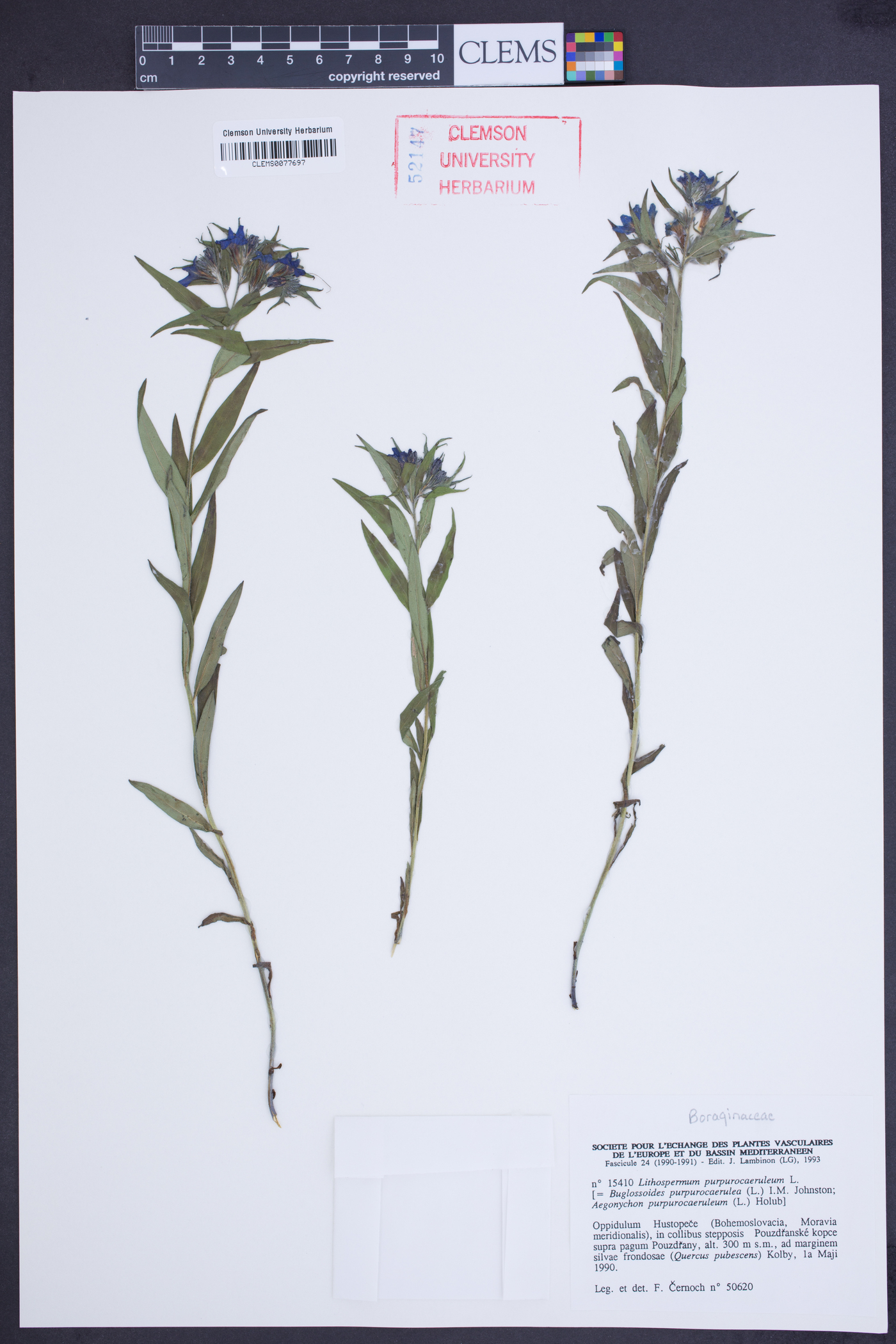 Buglossoides purpurocaerulea image