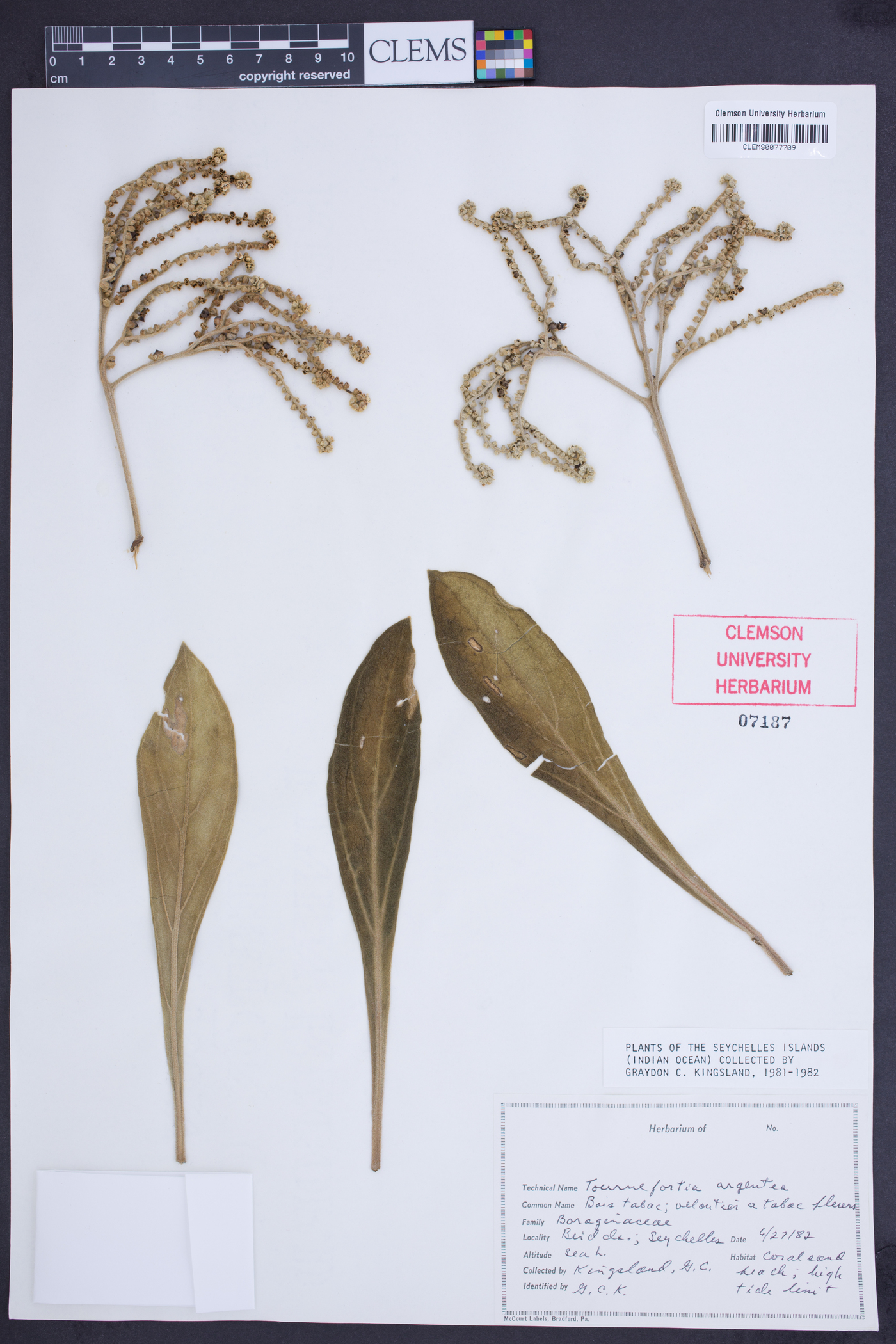 Tournefortia argentea image