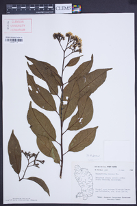 Tournefortia bicolor image