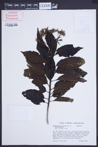 Tournefortia bicolor image