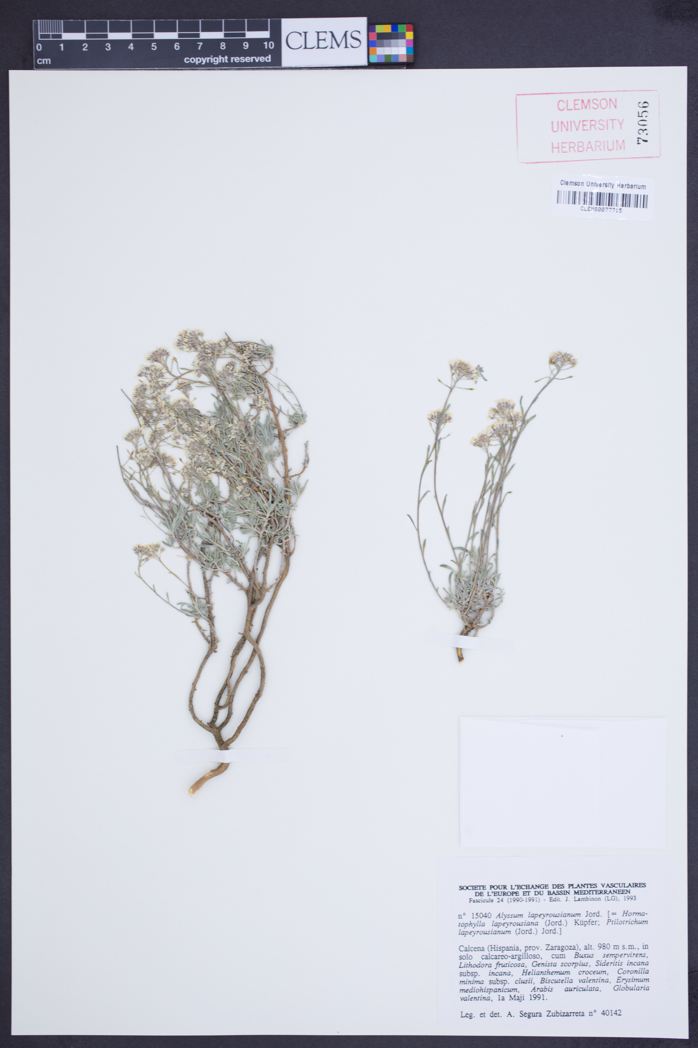 Hormathophylla lapeyrousiana image