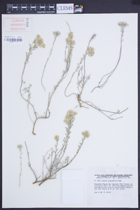 Alyssum serpyllifolium image