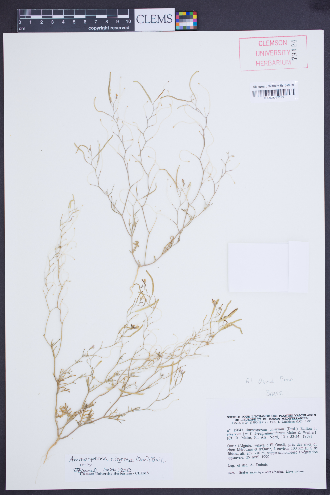 Ammosperma cinerea image