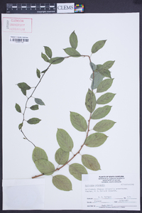 Image of Actinidia melanandra