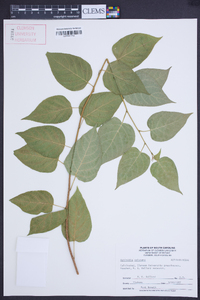 Actinidia polygama image