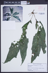 Begonia thiemei image