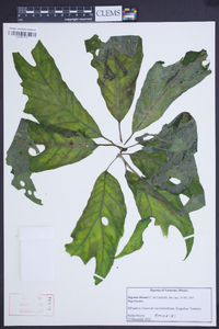 Begonia thiemei image