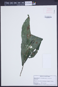 Begonia thiemei image