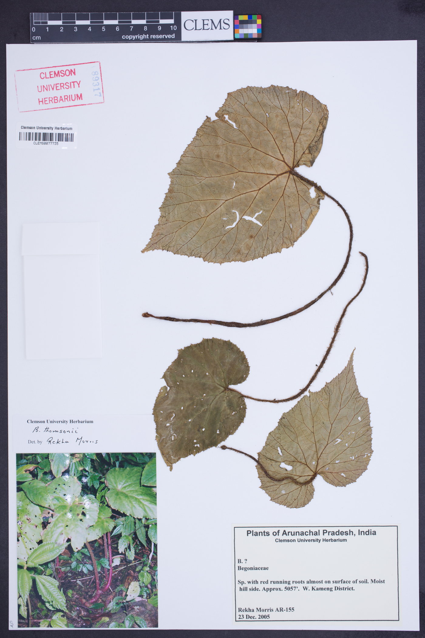 Begonia thomsonii image