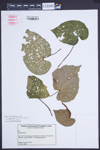 Begonia thomsonii image