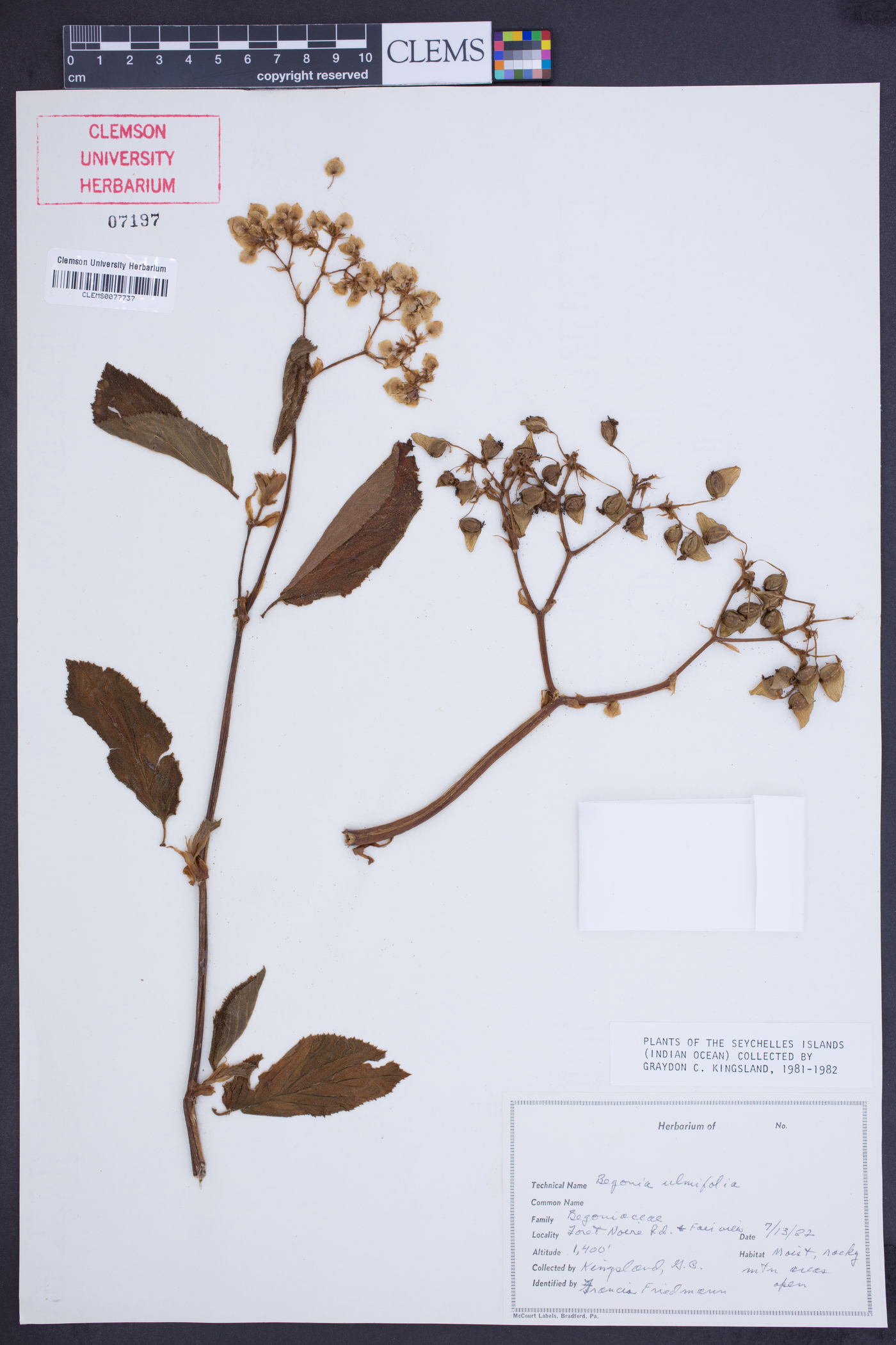 Begonia ulmifolia image