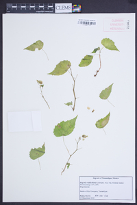 Begonia wallichiana image