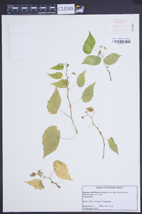 Begonia wallichiana image