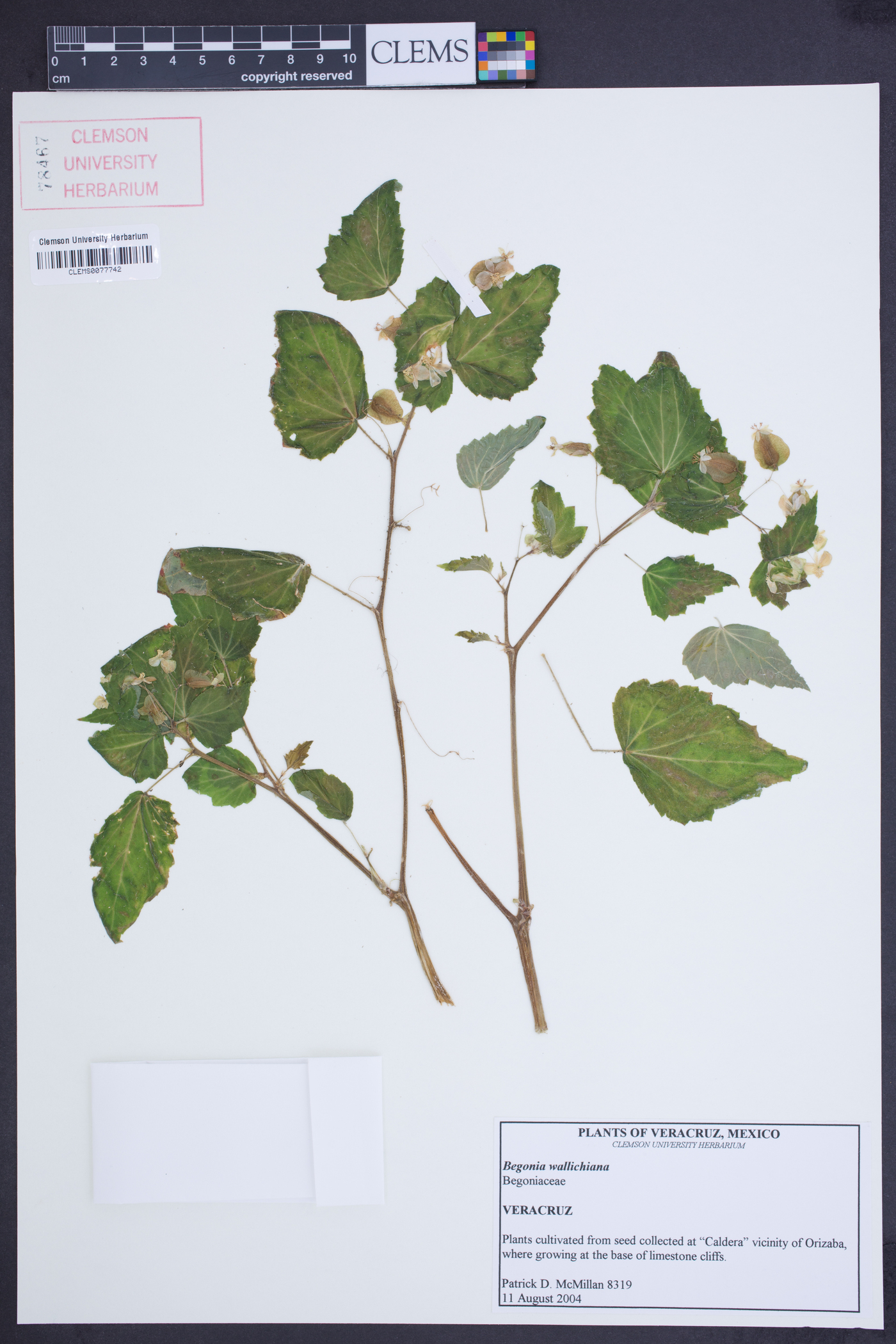 Begonia wallichiana image