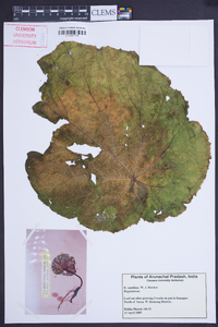 Begonia xanthina image