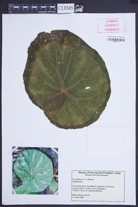 Begonia xanthina image