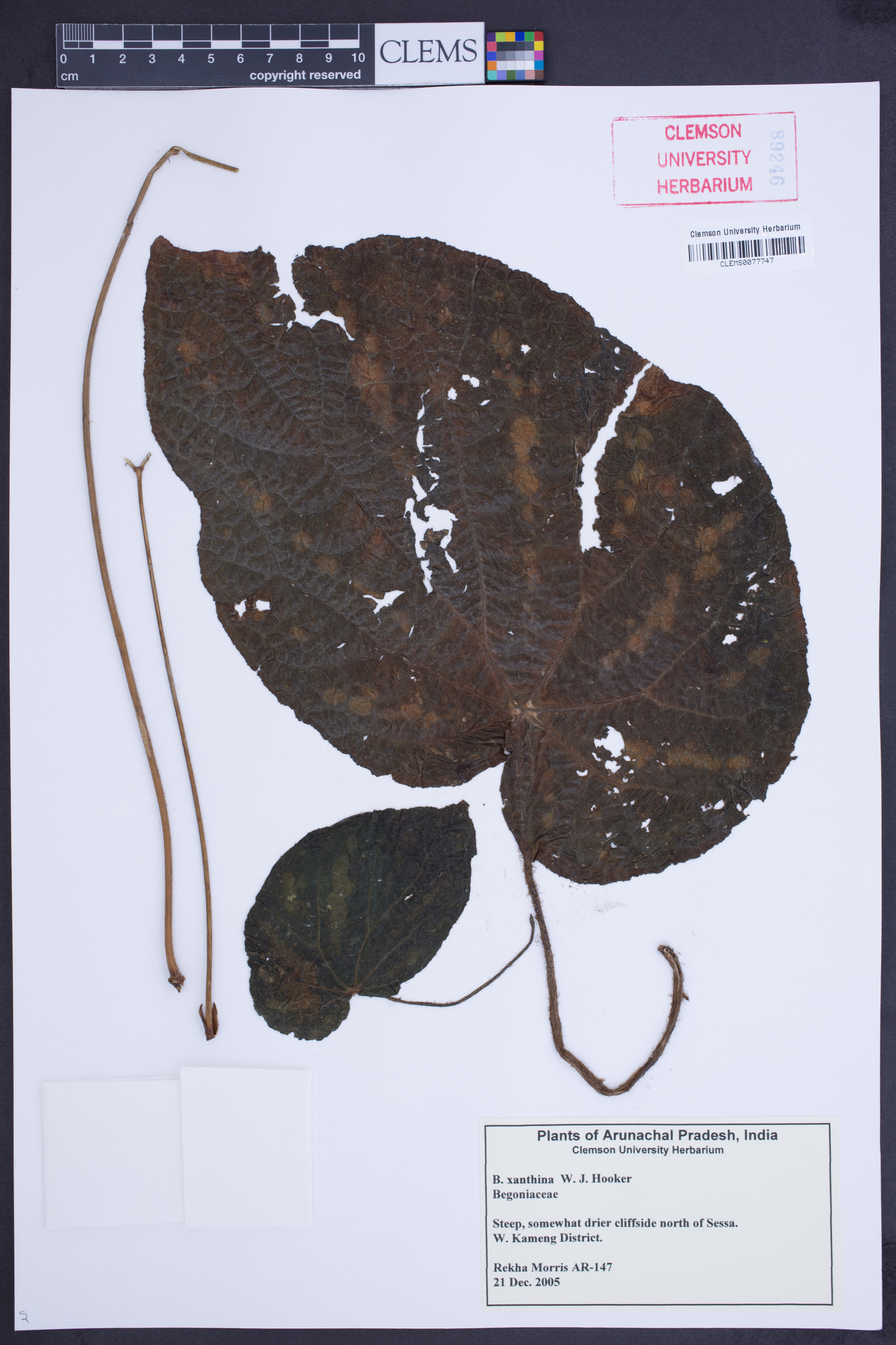 Begonia xanthina image