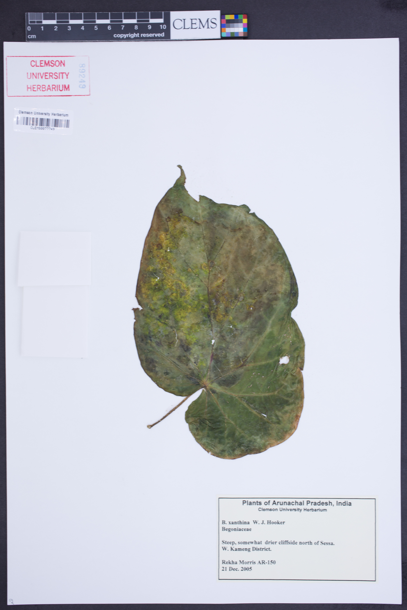 Begonia xanthina image