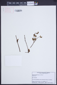 Image of Begonia barkeri