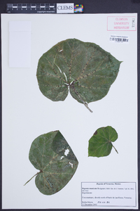 Begonia manicata image