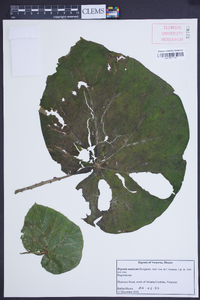 Begonia manicata image