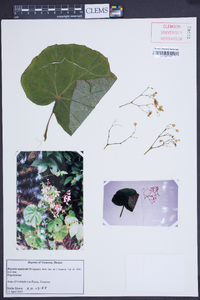 Begonia manicata image