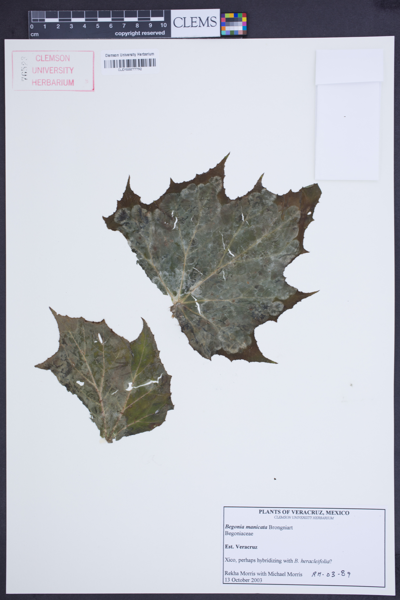 Begonia manicata image