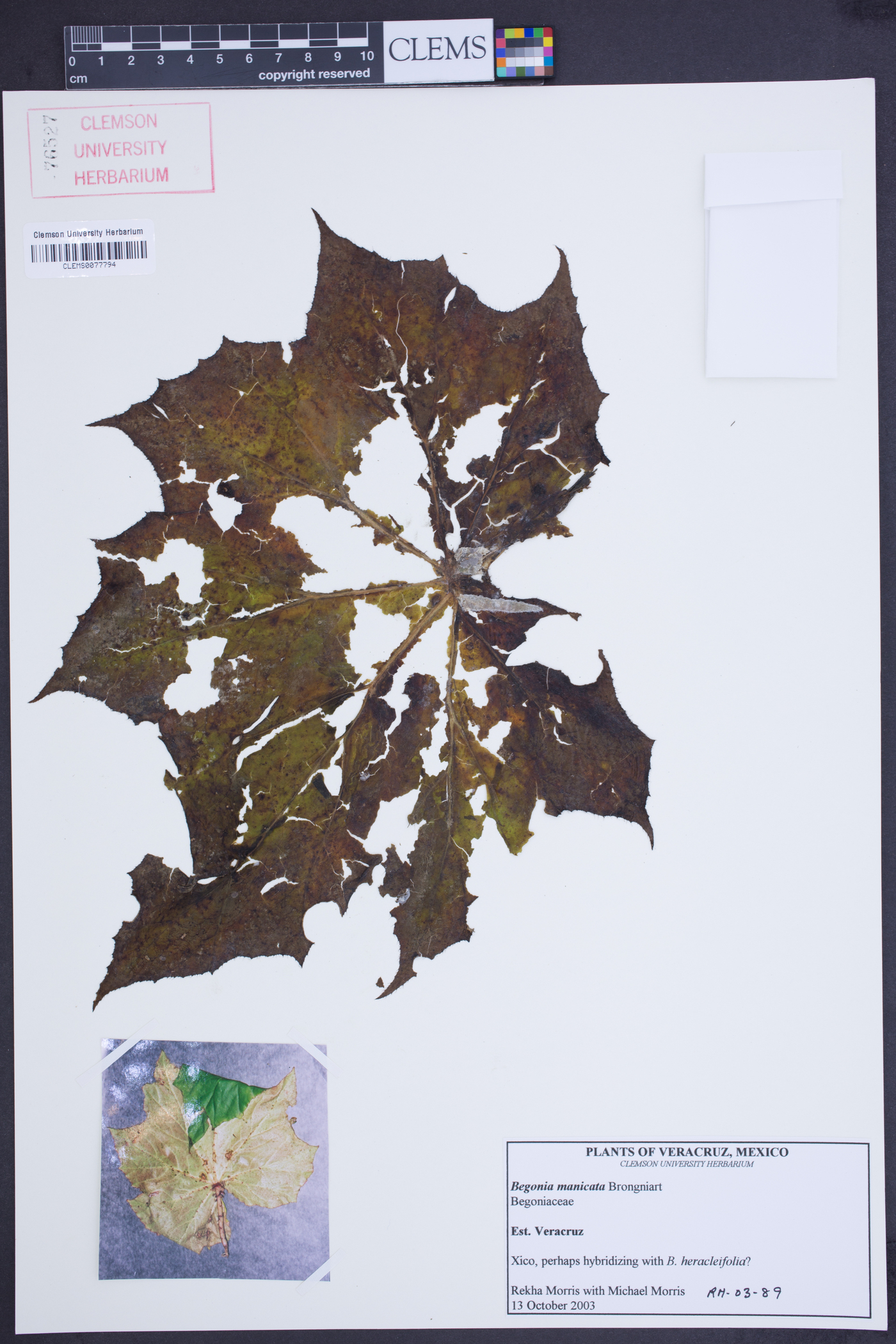 Begonia manicata image