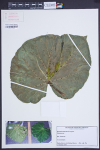 Begonia manicata image