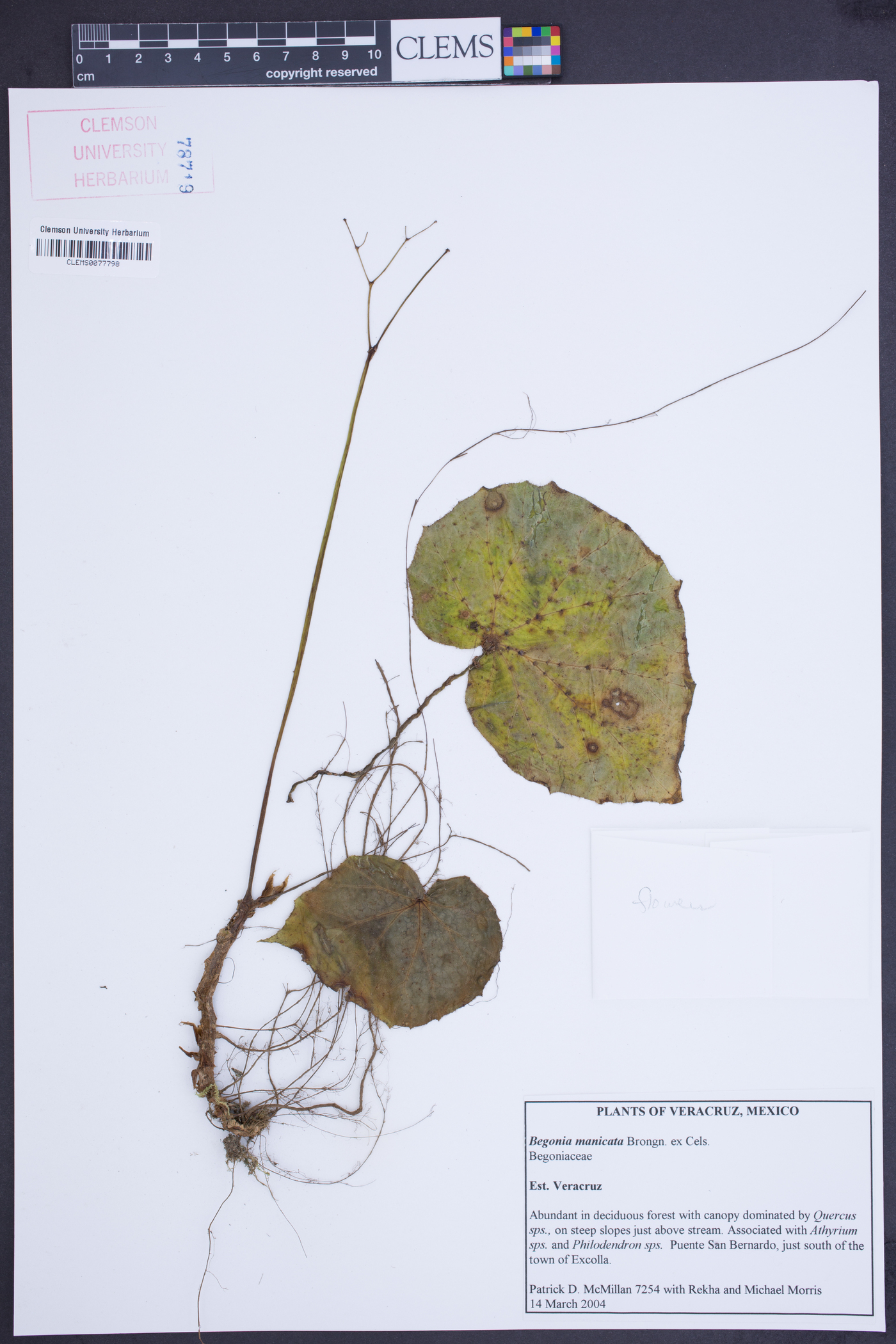 Begonia manicata image